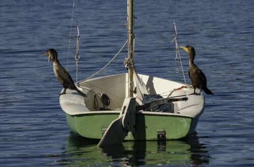 cormorans posés sur un dériveur