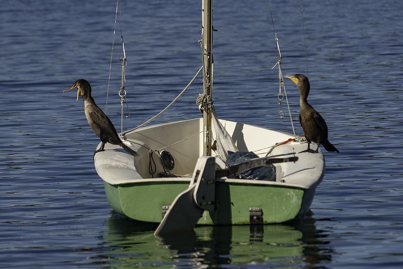 cormorans posés sur un dériveur