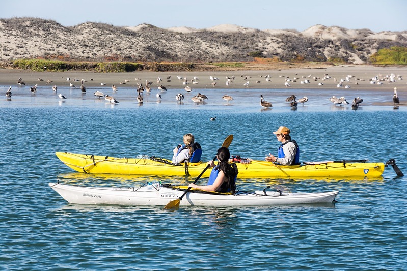 observer les oiseaux en kayak